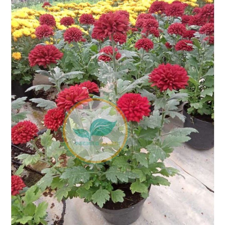 Bibit bunga aster merah/Tanaman hias bunga krisan aster merah