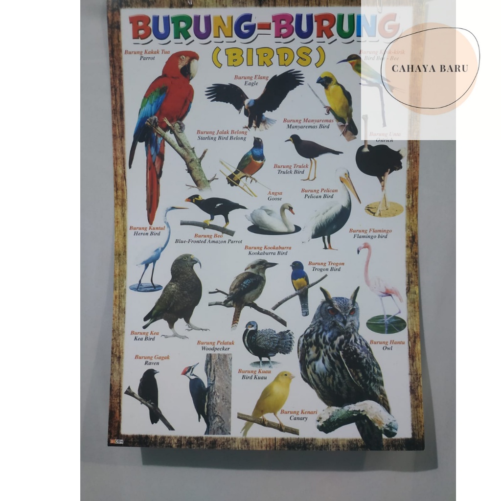 

Poster Edukasi Anak Mengenal Jenis Burung