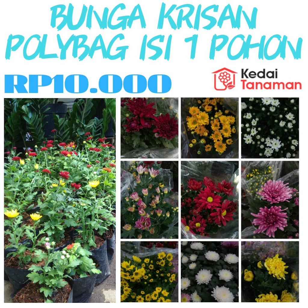 Tanaman Bunga Krisan Standart Berbunga Shopee Indonesia Tanaman Bunga Krisan Standart Berbunga Shopee Indonesia