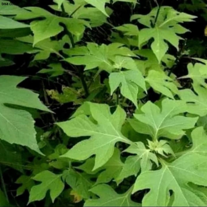 Bibit Pohon Insulin/Kipahit 1 Ikat - Bibit Stek Batang pohon Insulin