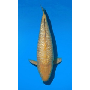 Ikan Koi Import Golden Corn 50bu