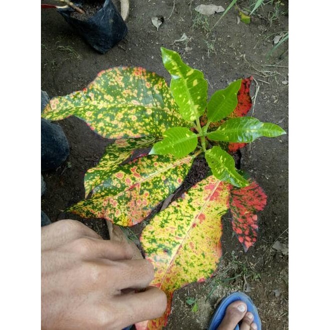 Menyediakan Bibit Puring Justa Seribu Bintang Tanaman Hias  / Benih/Bibit/Biji