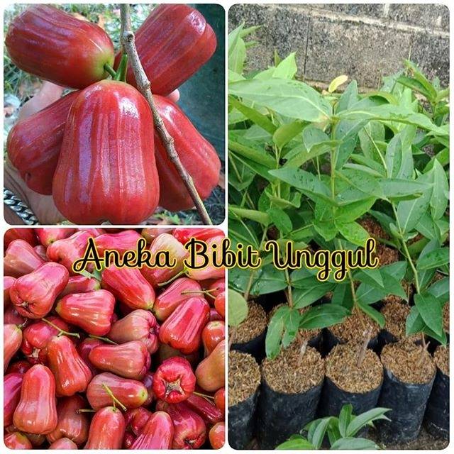 Bibit Jambu Air Madu Deli Merah<br />aneka Bibit Unggul