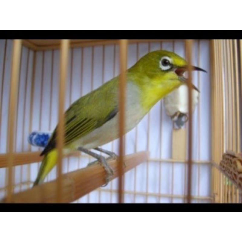 pleci auripanter pilihan jantan