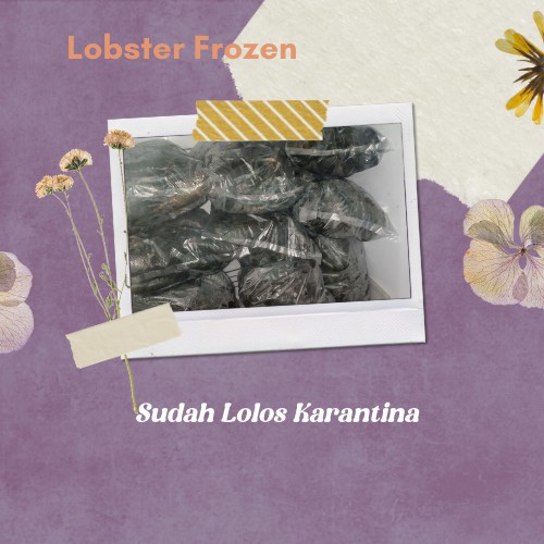 

LOBSTER MENTAH/FRESH/FROZEN 1 KG KUALITAS EKSPOR