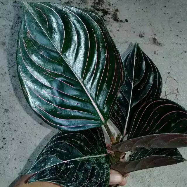 Tanaman hias aglonema rotundum aceh/aglonema Aceh