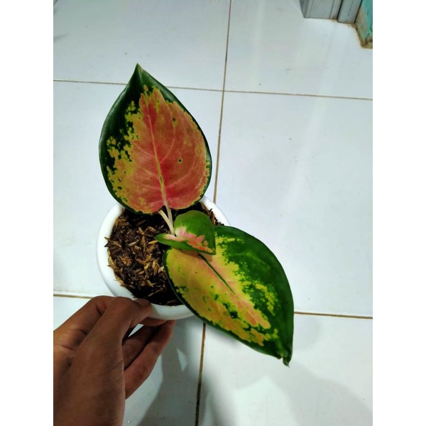 aglonema sultan brunei anakan daun 2-3