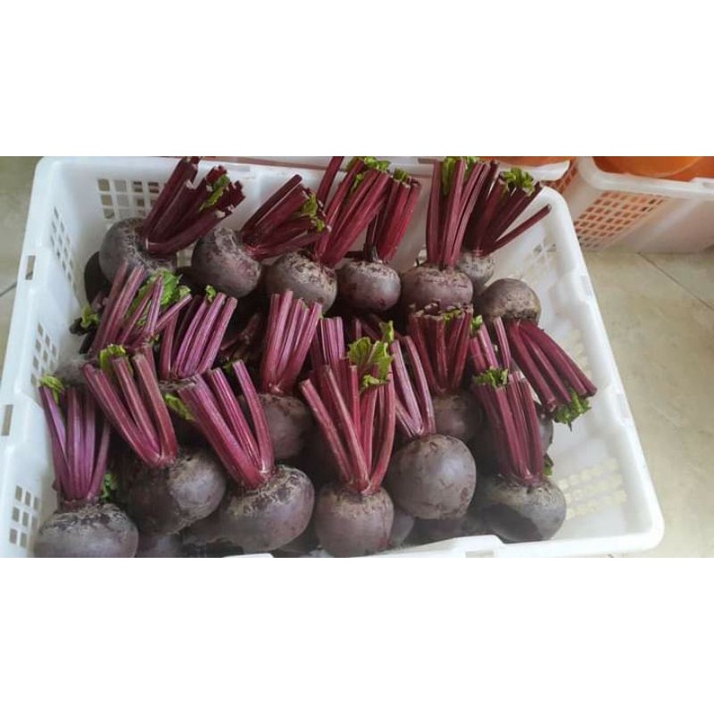 buah bit/beet root 1 kg