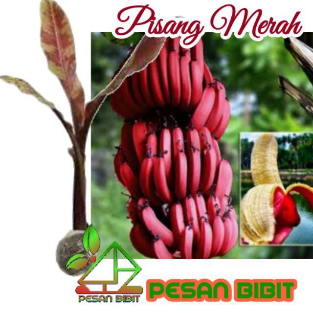 Pisang Merah Sumatra / Blood Banana / Tanaman hias pisang Banana BLOOD