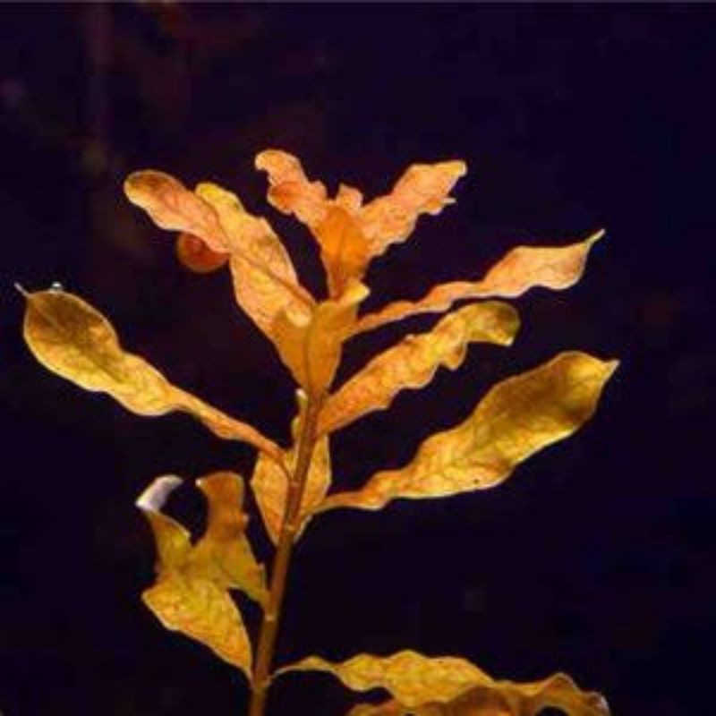 Ludwigia Inclinata Brown