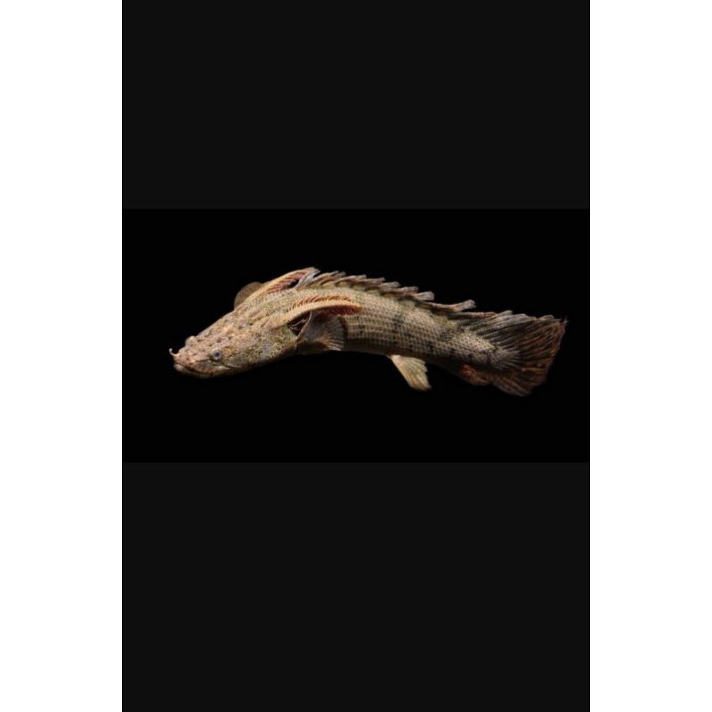 Palmas Endlicheri Bichir 12 cm Up