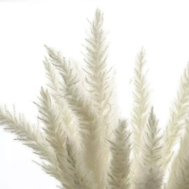 PAMPAS MINI IMPORT -  BUNGA KERING - DRIED FLOWER SMALL PAMPAS