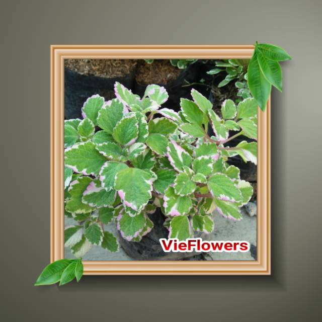 Tanaman hias - bibit Bunga Miana Gantung - Charlie