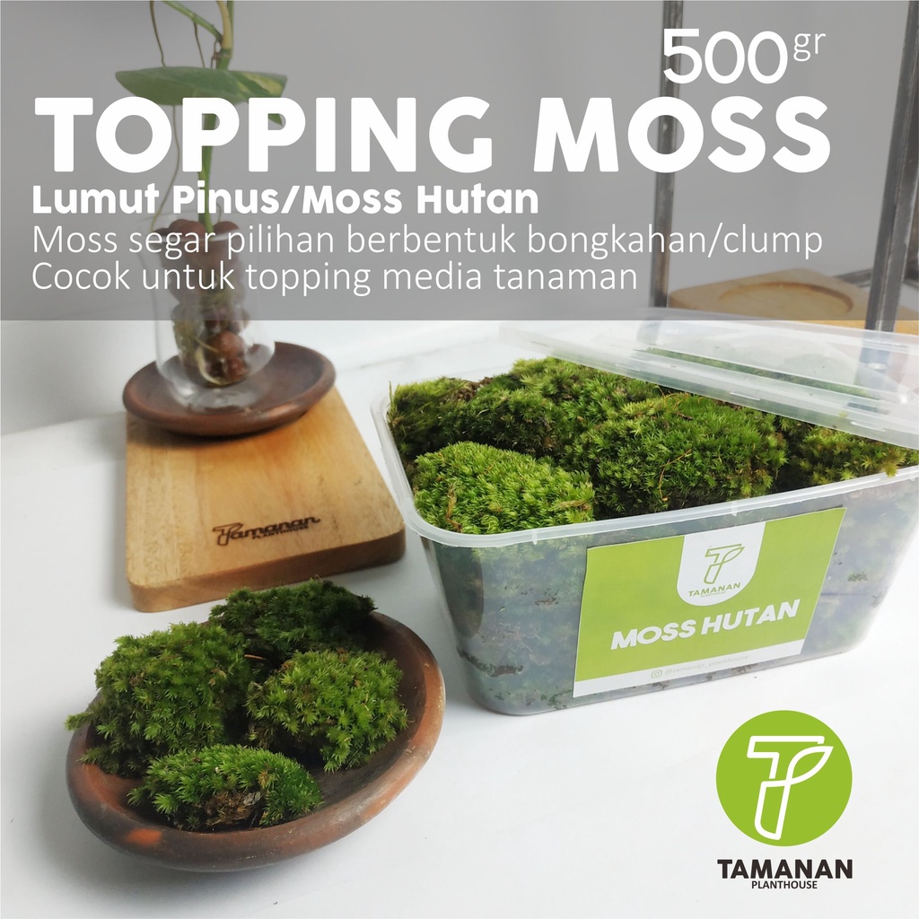 Topping Moss / Lumut Pinus Hidup / Moss Hutan , Bongkahan/Clump