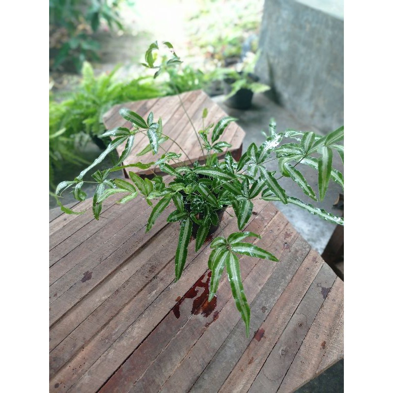 

Tanaman Hias Pakis Pita