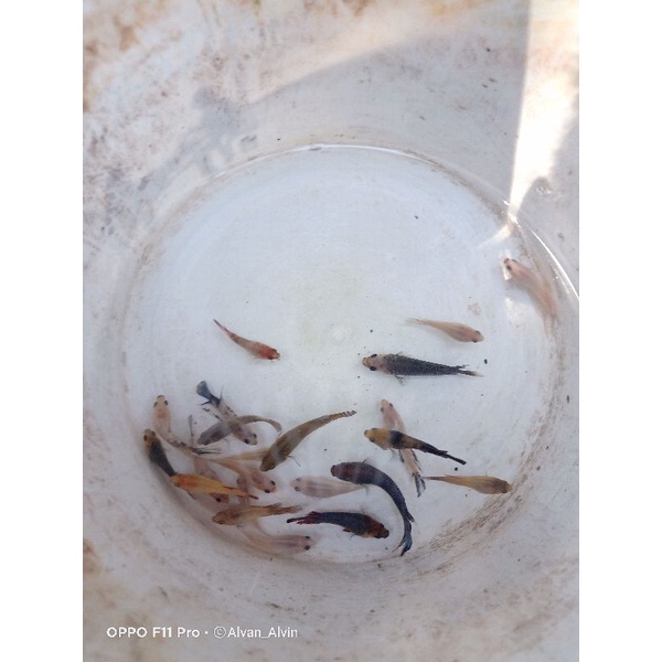 Grosir ikan cupang jenis Koi