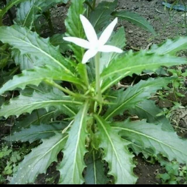 

daun kitolod segar