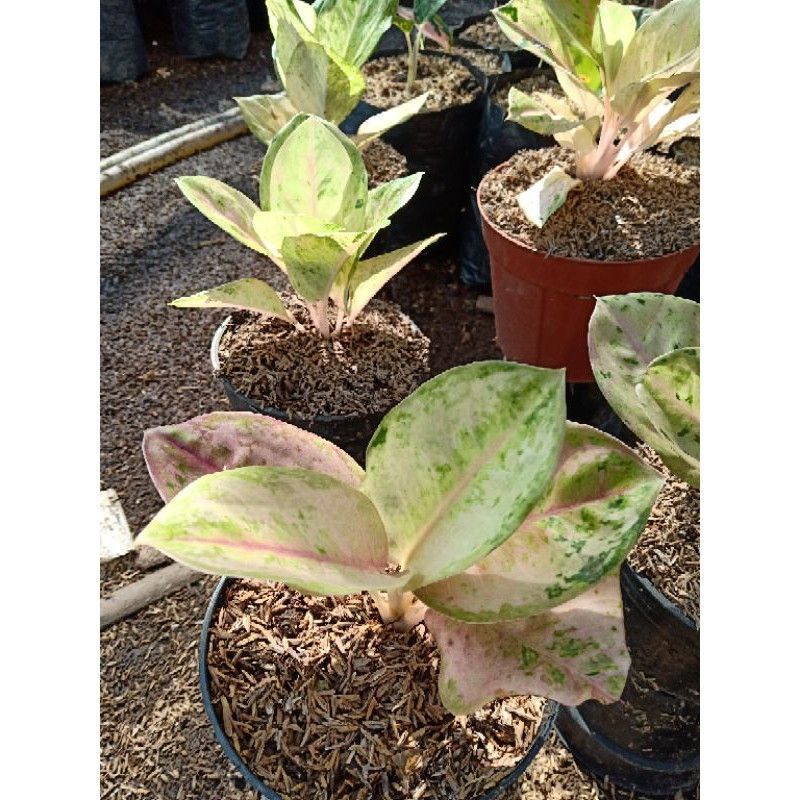 Anakan aglonema frozen