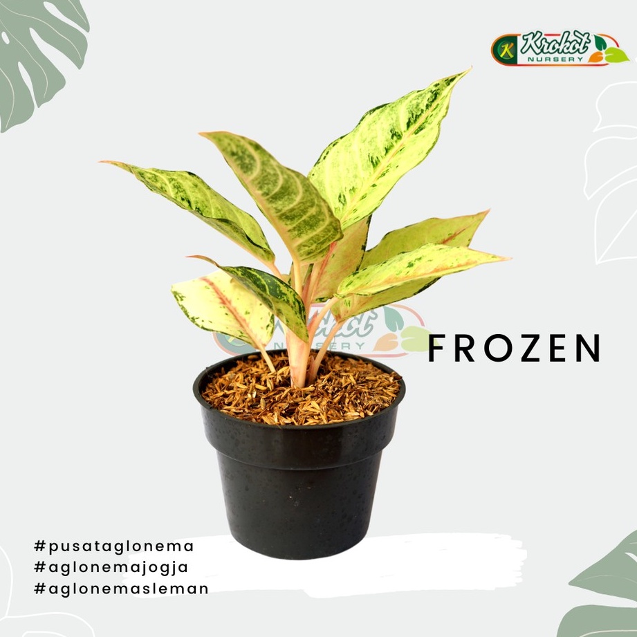 Tanaman Hias Aglonema Aglaonema Frozen Kualitas Bagus
