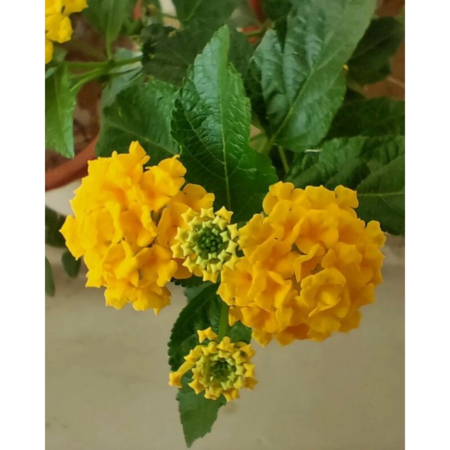 lantana kuning