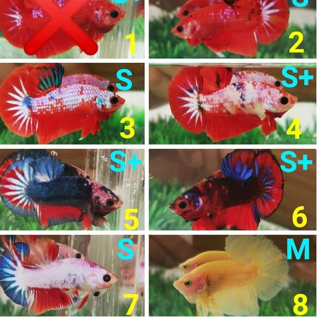 Promo Lebarann Ikan Cupang Plakat Male Female Fancy Koi Fccp Ws Red Blue Yellow White