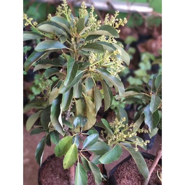 bibit alpukat aligator berbunga