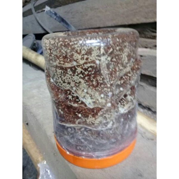 Bibit Kroto bibit Semut rangrang pakan Burung Terbaik per 1toples