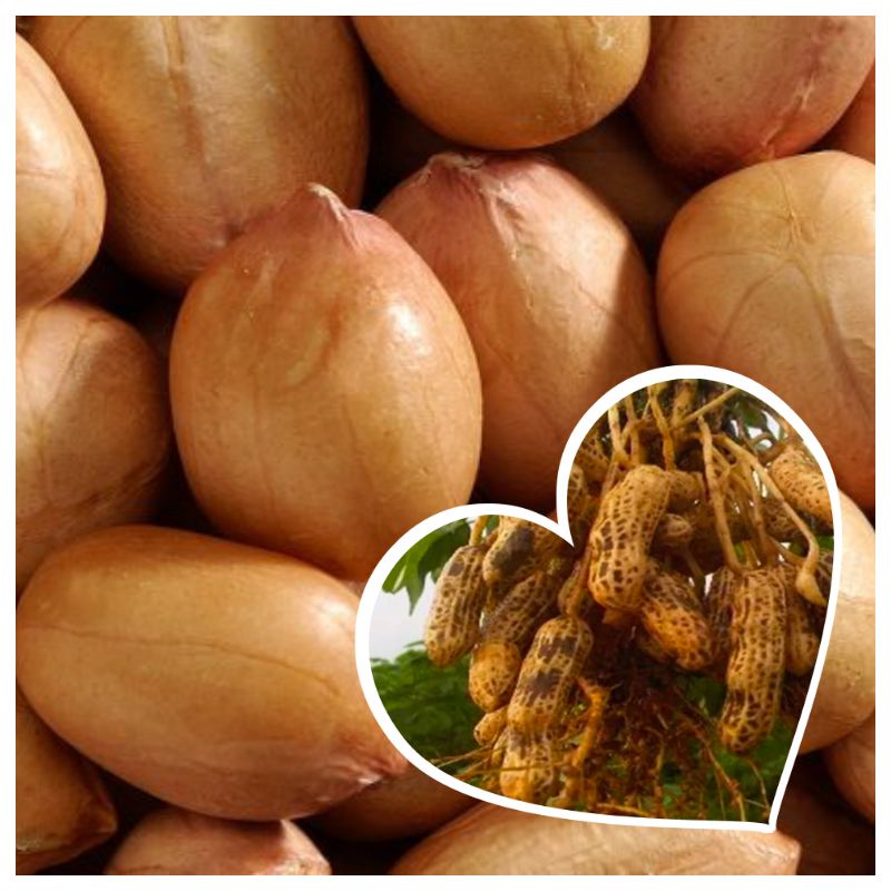 Jual Grosir Murah Benih Biji Bibit Tanaman Kacang Tanah Super Varietas