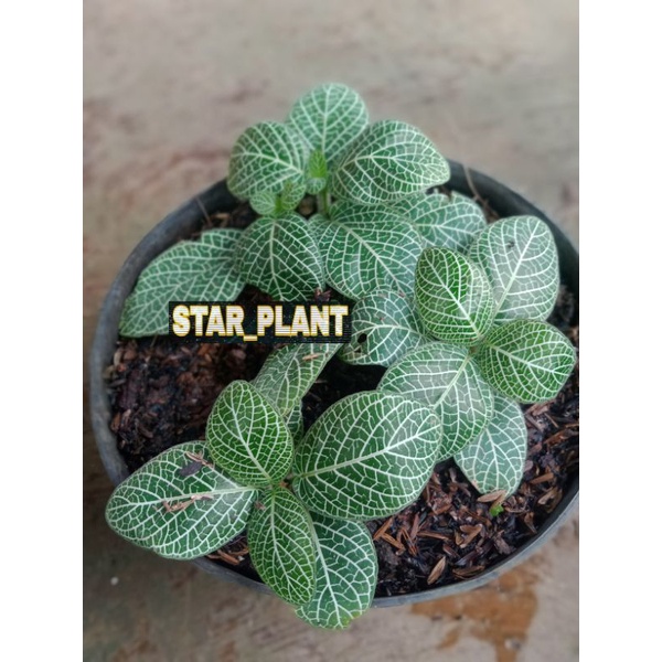 Tanaman hias fittonia mutiara putih - Fittonia putih - Episcia
