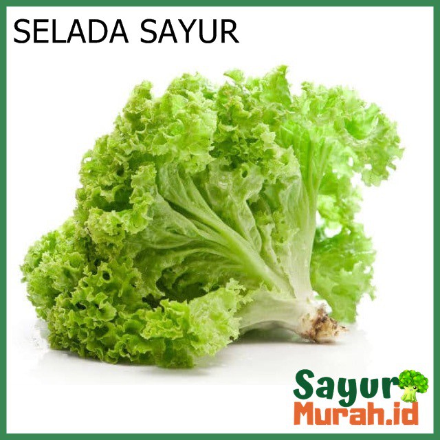 

DAUN SELADA SAYUR [+- 200g]