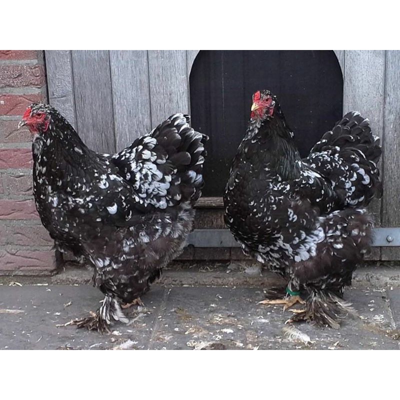 TELUR AYAM HIAS BRAHMA BLACK MOTTLED UNTUK DI TETASKAN