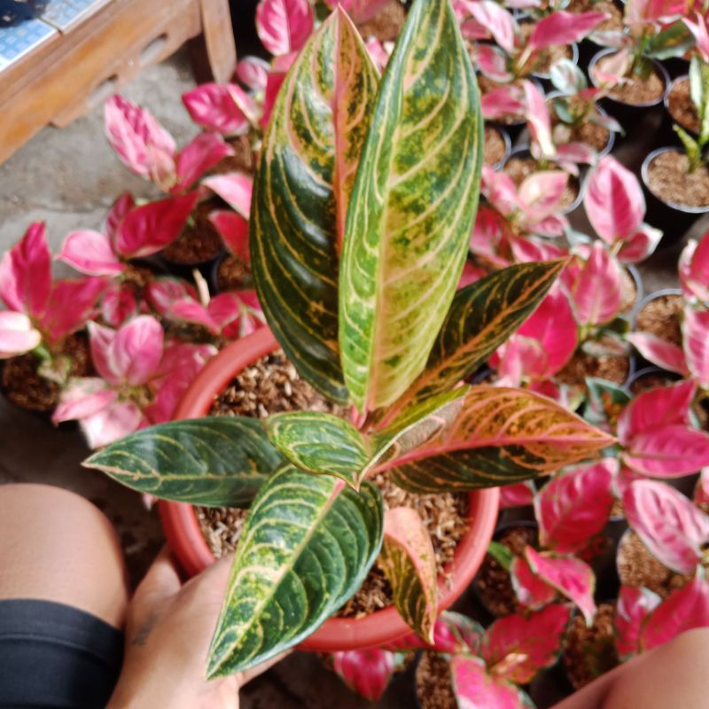 aglaonema indukan madam suroyo