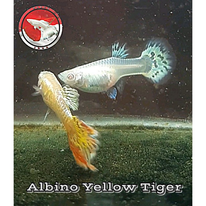 

Ikan Guppy Albino Yellow Tiger Sepasang