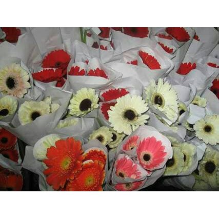 

Order Langsung BUNGA POTONG GERBERRA SEGAR ASLI-10 Tangkai Terlaris