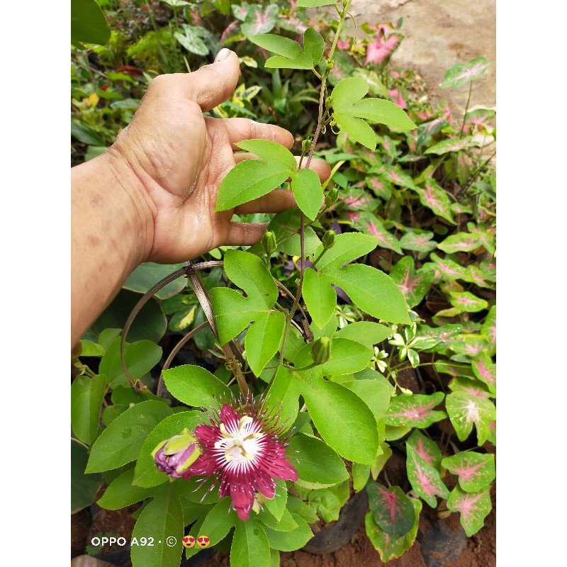 TANAMAN HIAS RAMBAT PASSION FLOWER