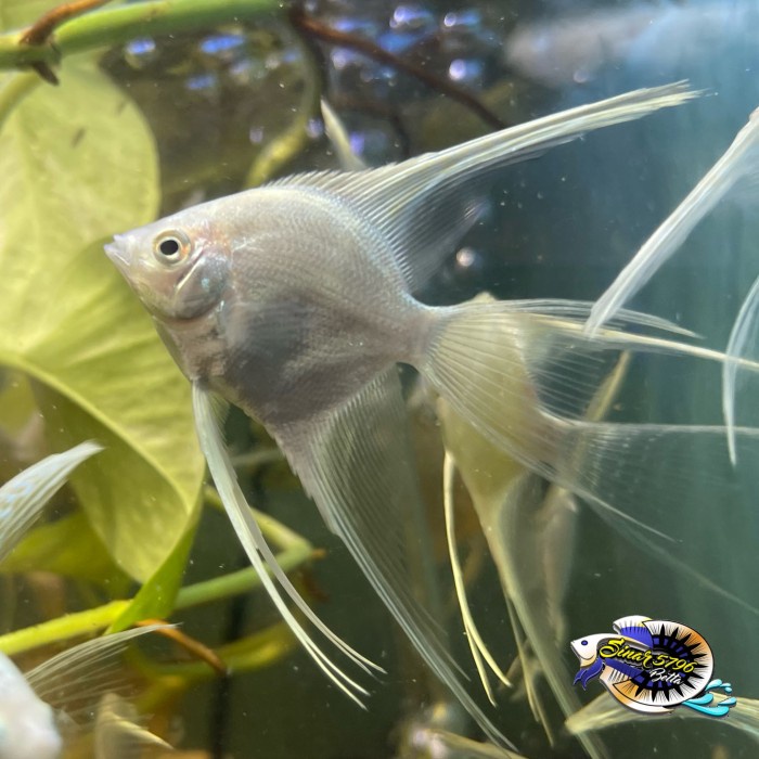 Ikan Hias Air Tawar Aquascape Manfish White Platinum Angelfish Kecil Besar Murah