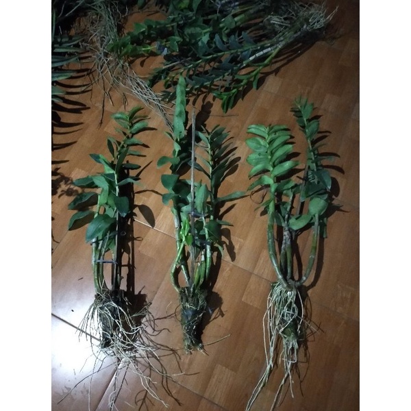 Dendrobium keriting no id jumbo dewasa