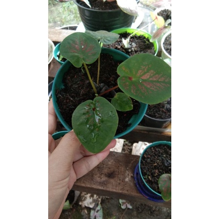 caladium tambuna
