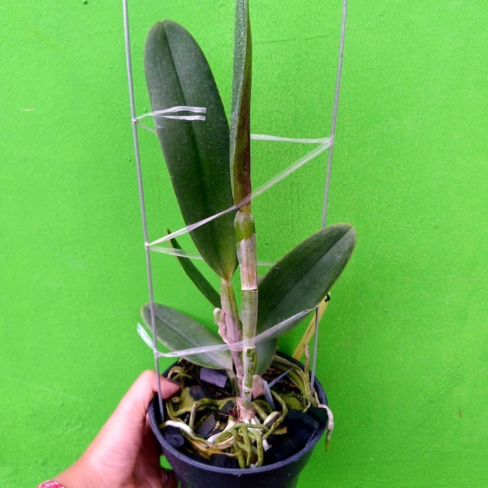 bunga anggrek Cattleya sallieri