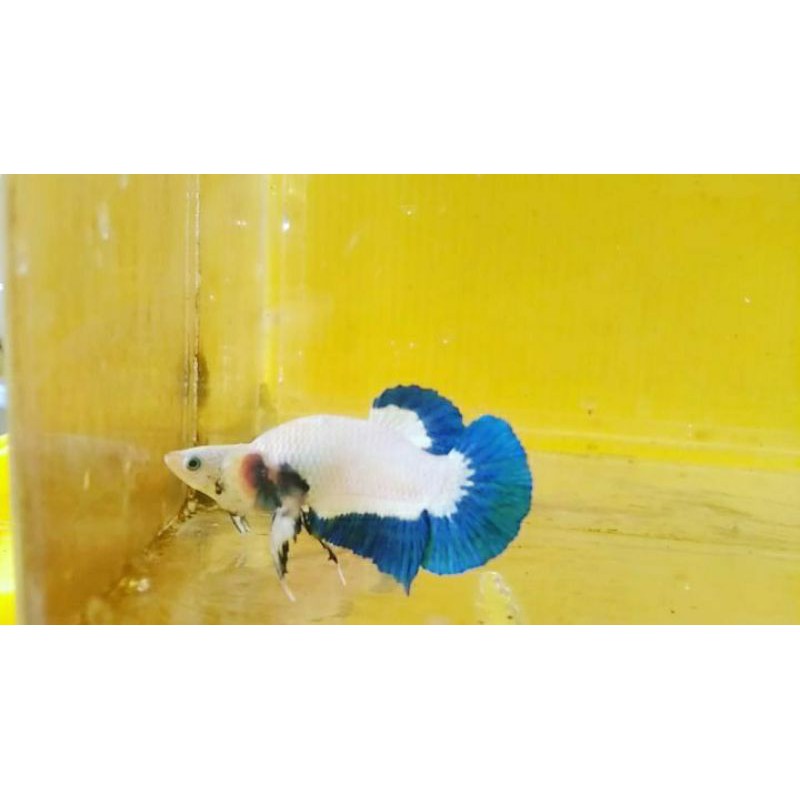 Cupang bluerim indukan sepasang ori thailand super