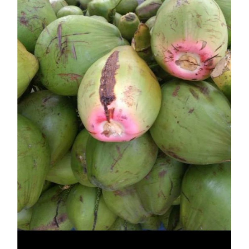 

kelapaijofress
