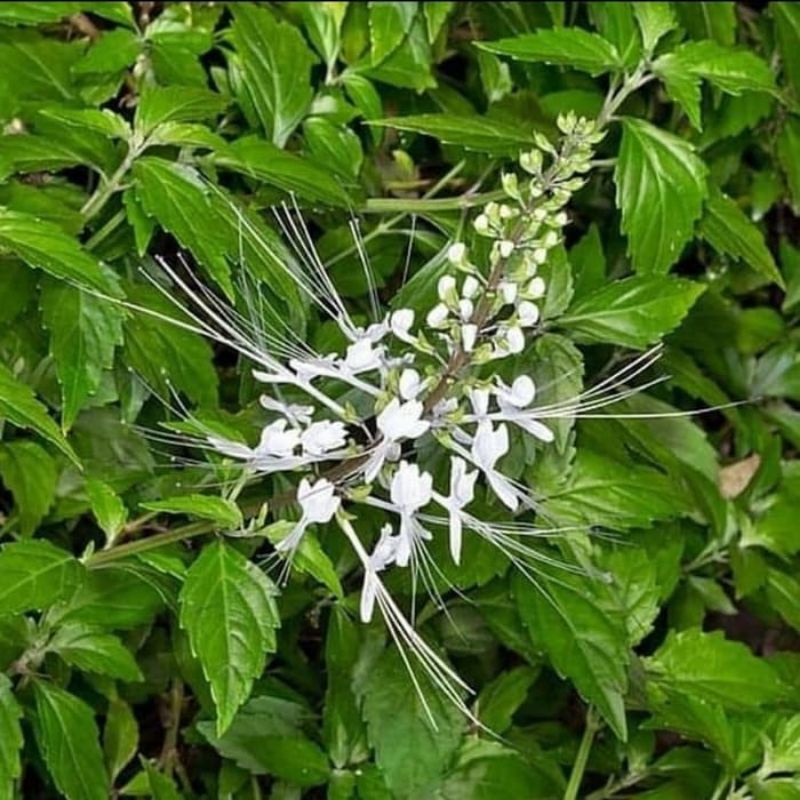 Tanaman Herbal Kumis Kucing, tanaman kumis kucing, pohon kumis kucing