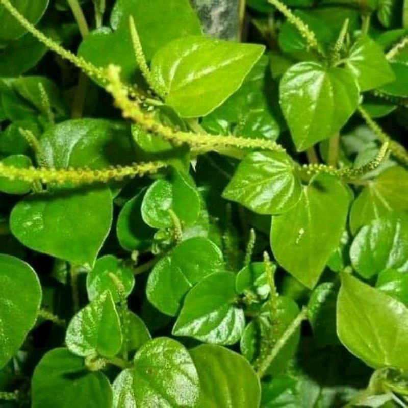 

Daun suruhan ketumpang air atau sirih cina segar 1 kg