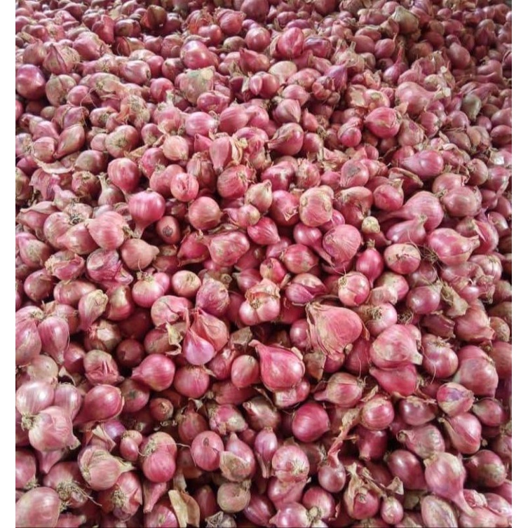 

Bawang Merah Fresh Grade A-B