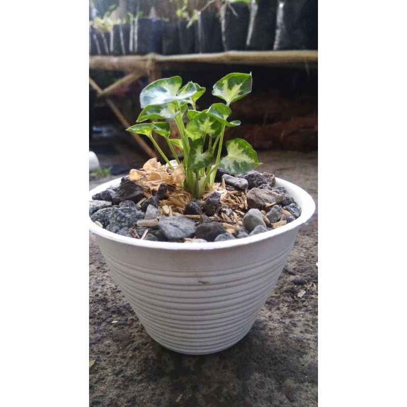 KELADI LILIPUT/SYNGONIUM MINI