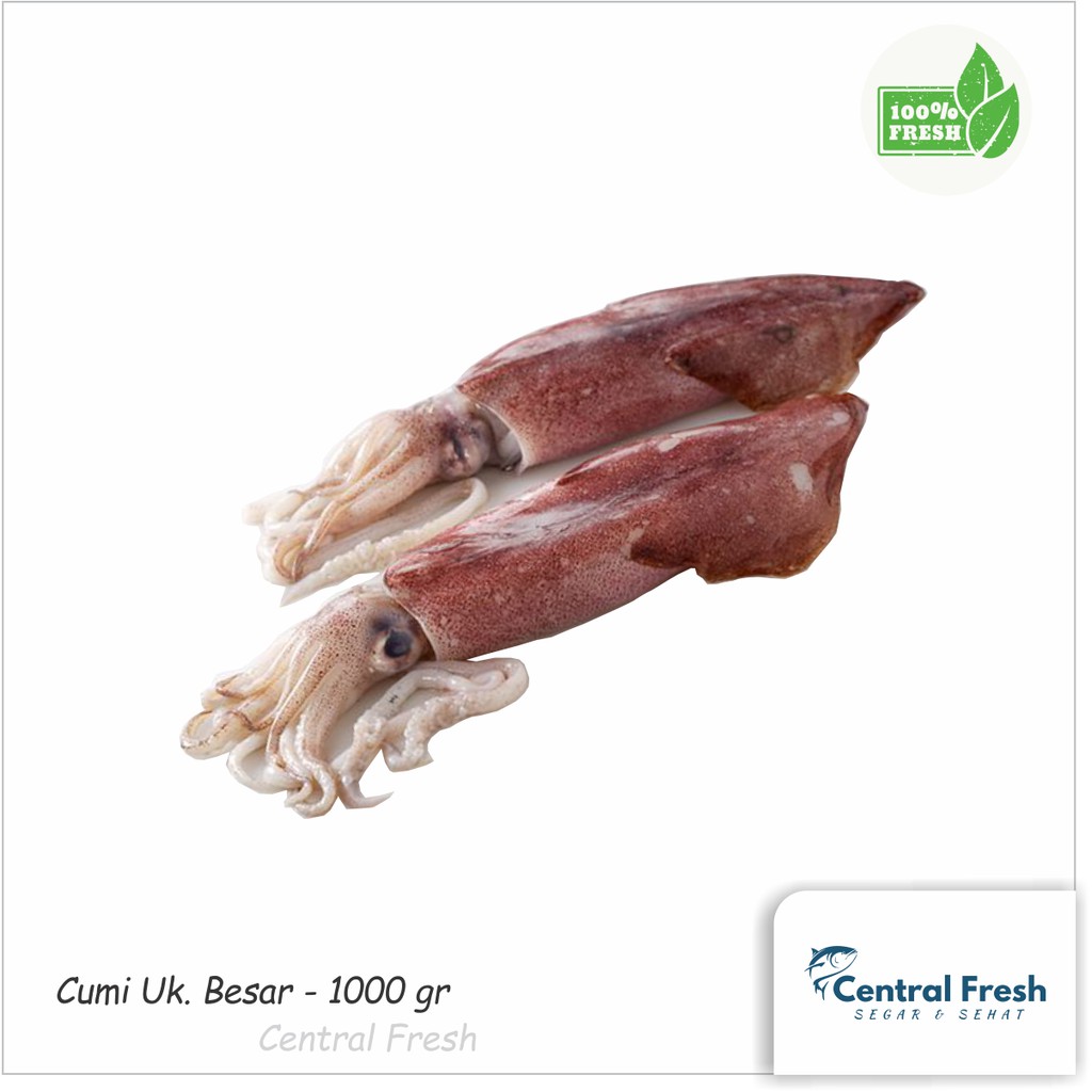 

Cumi Uk Besar Fresh - 1000 gram