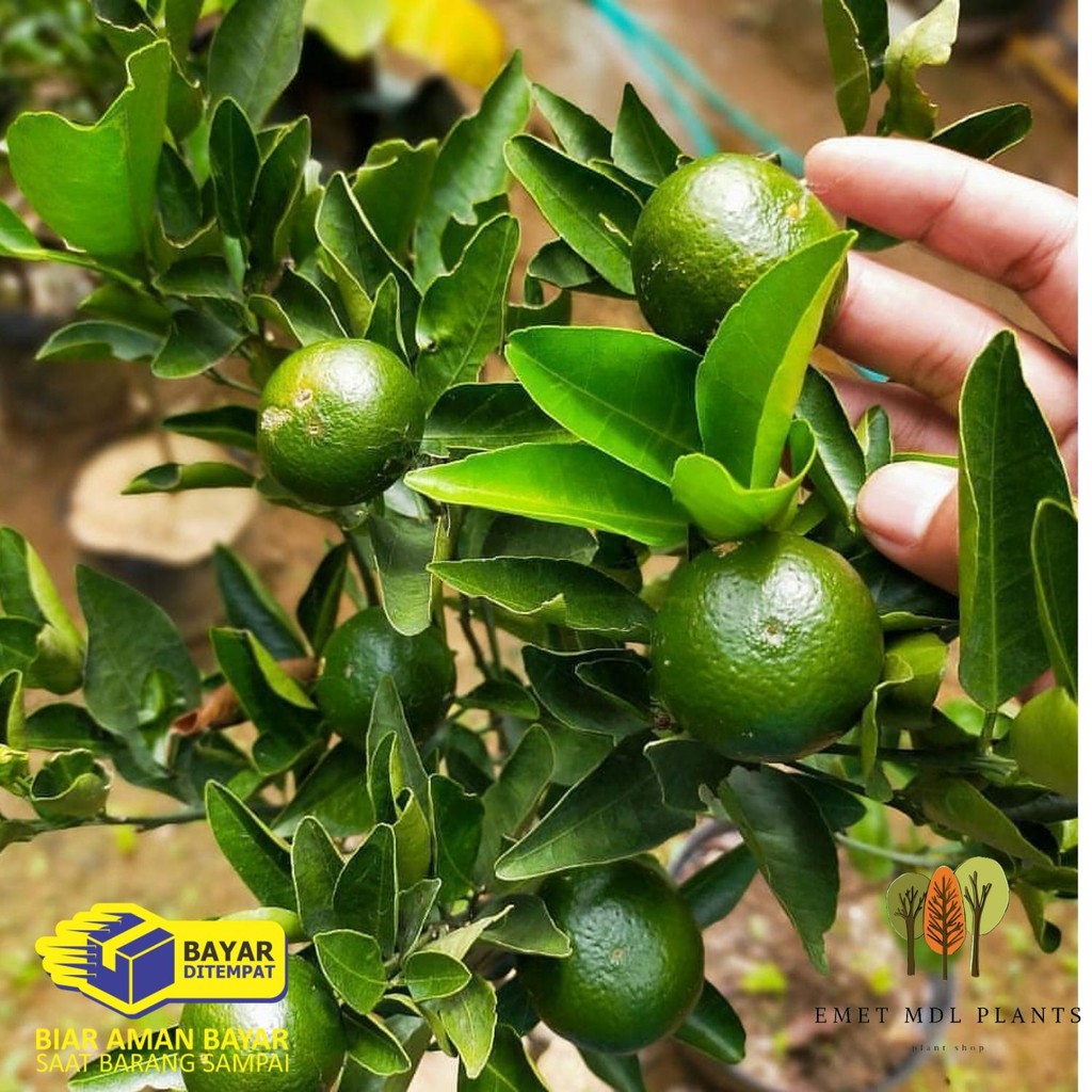 BIBIT TANAMAN BUAH JERUK SANTANG MADU ASLI POHON JERUK SANTANG MADU BIBIT BAHAN BONSAI CEMARA PUA