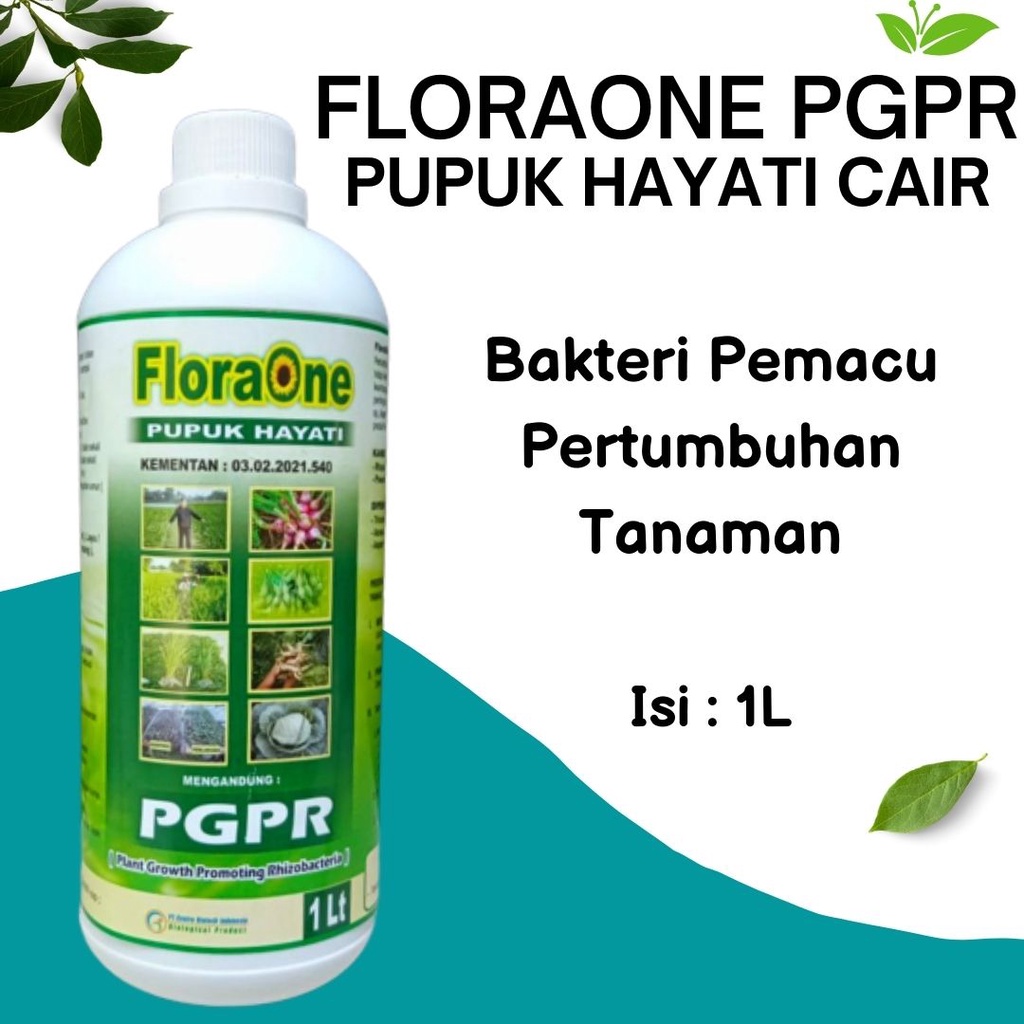 PGPR Cair, Fungisida Hayati Cair Untuk Tanaman Padi, Pupuk Pertumbuhan Tanaman Padi