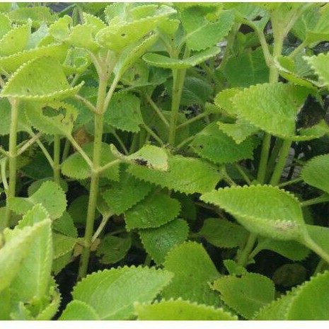 Jual Daun Jintan Bibit Tanaman Herbal Daun Jintan Putih | Shopee Indonesia