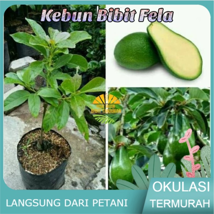 Bibit Buah alpukat tanpa biji
